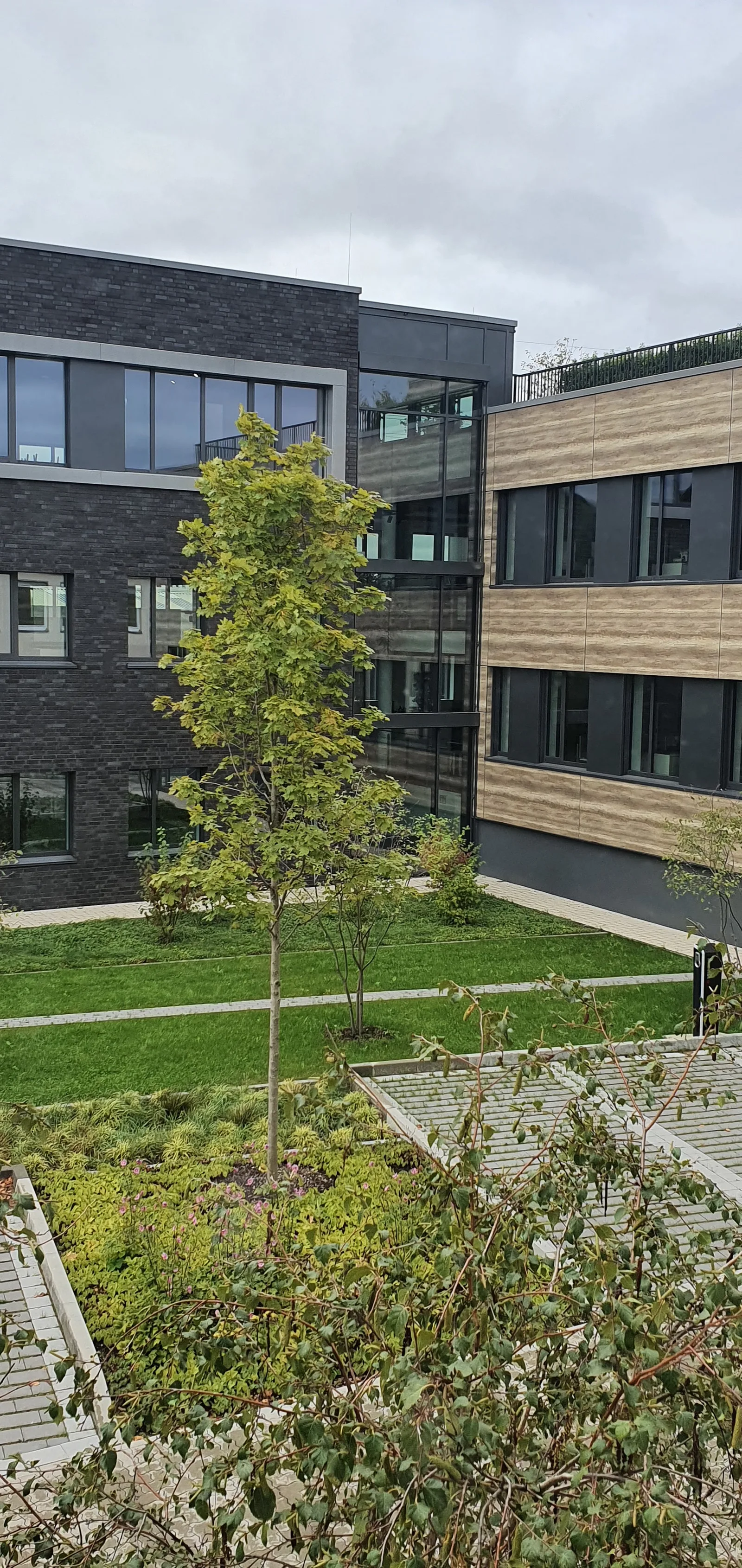 Innenhof mit jungen Bäumen und Wiese zwischen Klinkerbau und Holzfassade